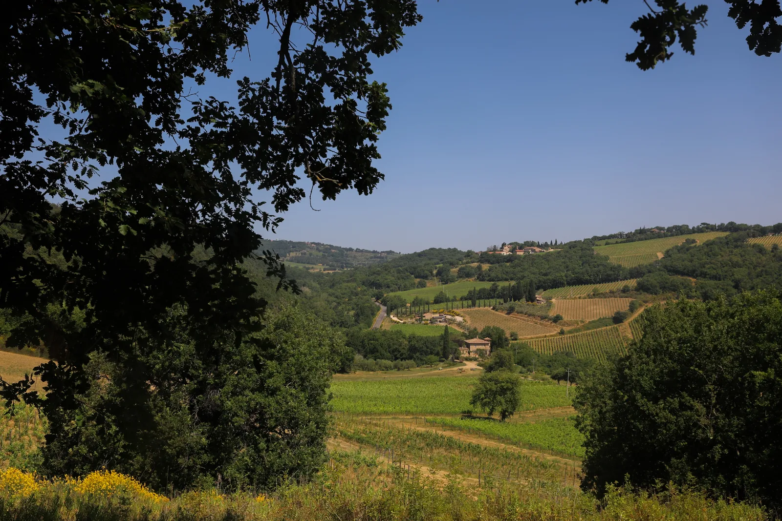 Il paesaggio della Tenuta Ribusuoli, tra campi e colline a Montalcino